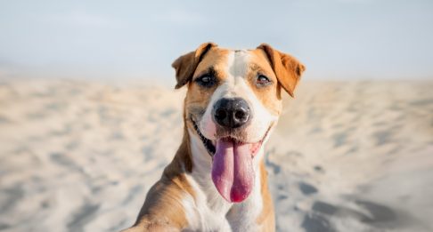 ¿Mi perro está cubierto por el seguro de hogar?